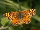 檔案名稱: butterflies02_1024x768.jpg
檔案大小: 153KB
圖片尺寸: 1024x768
加入日期: 三月 01, 2006 butterflies02_1024x768.jpg