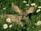 wallpaperzone_3273_800x600.jpg
