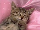 sleeping_cat.jpe